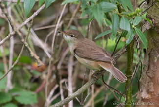 REED WARBLER  ( Acrocephalus scirpaceus ) 